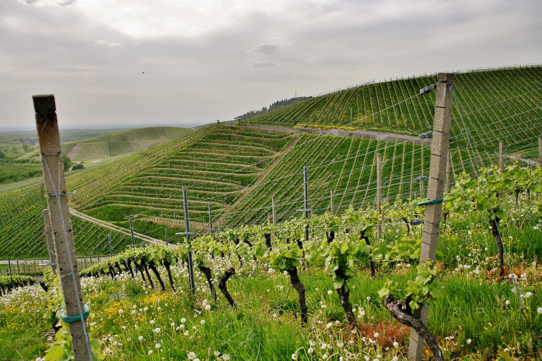 Viñedos del Penedès